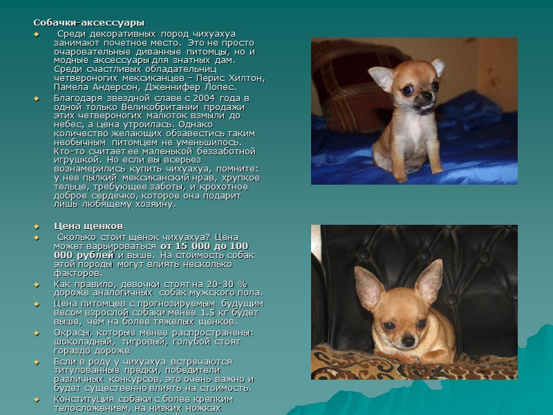 Собачки-аксессуары Среди декоративных пород чихуахуа занимают почетное место. Это не просто очаровательные Собачки-аксессуары Среди декоративных пород чихуахуа занимают почетное место. Это не просто очаровательные